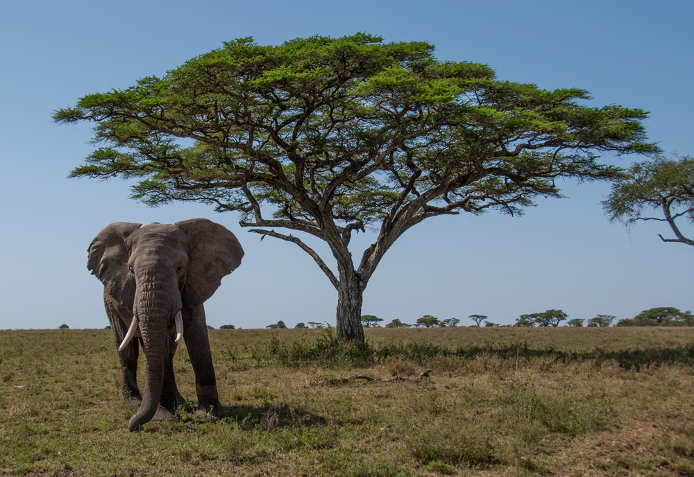 Elephant stands below a tree on a National Geographic Expedition